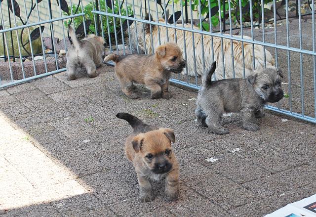 Fynn als Welpe 042.jpg